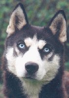 lais d'arguiller d'anjou